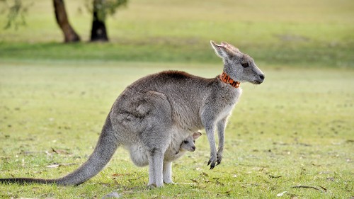 Image gray kangaroo on green grass field during daytime