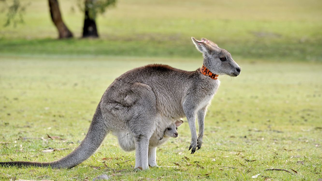 gray kangaroo on green grass field during daytime