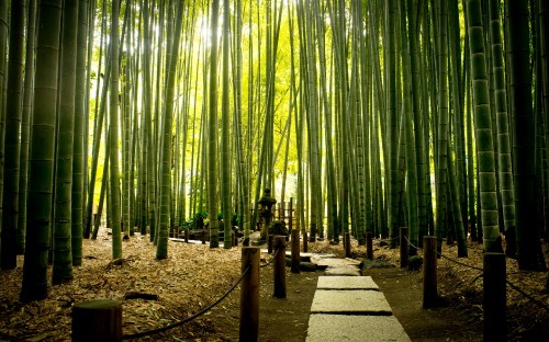 Image people walking on pathway between bamboo trees during daytime