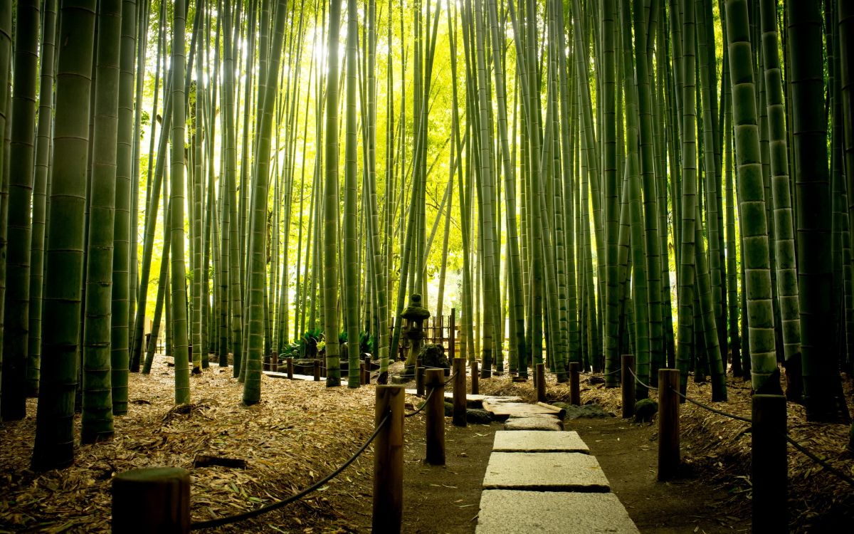 people walking on pathway between bamboo trees during daytime