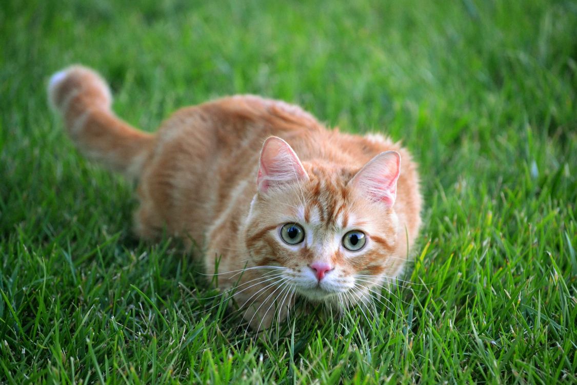 Orange Tabby Cat on Green Grass During Daytime. Wallpaper in 2048x1365 Resolution