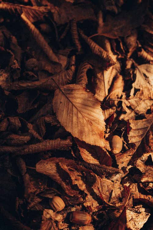 Brown, Rameau, de Teintes et de Nuances, Feuilles Caduques, Sol. Wallpaper in 3456x5184 Resolution