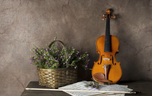 Image violin, string instrument, violin family, musical instrument, violone