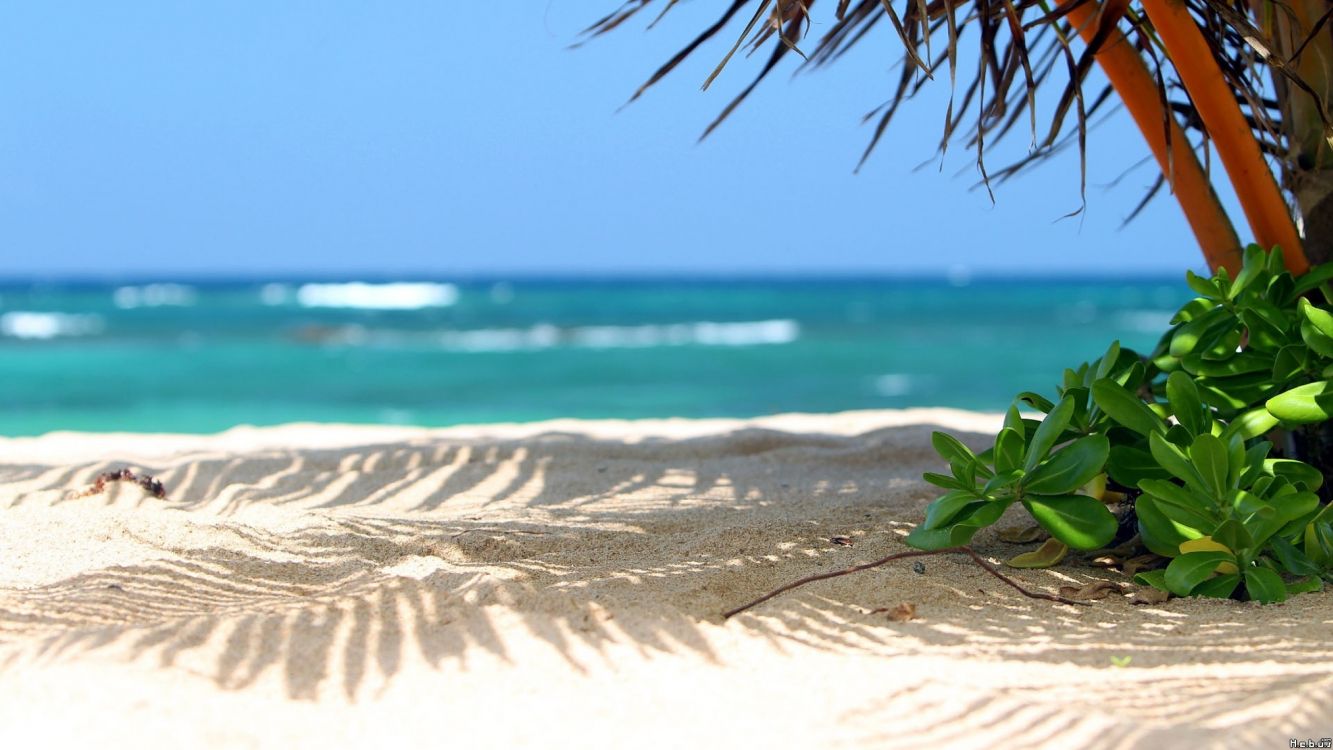 green plant on white sand near body of water during daytime