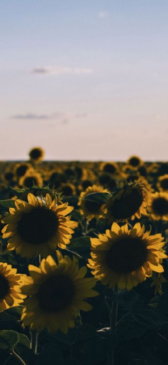 Pétalo, la Botánica, la Luz Del Sol, Girasol. Wallpaper in 1080x2340 Resolution