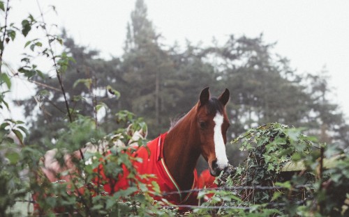 Image brown and white horse on green grass field during daytime