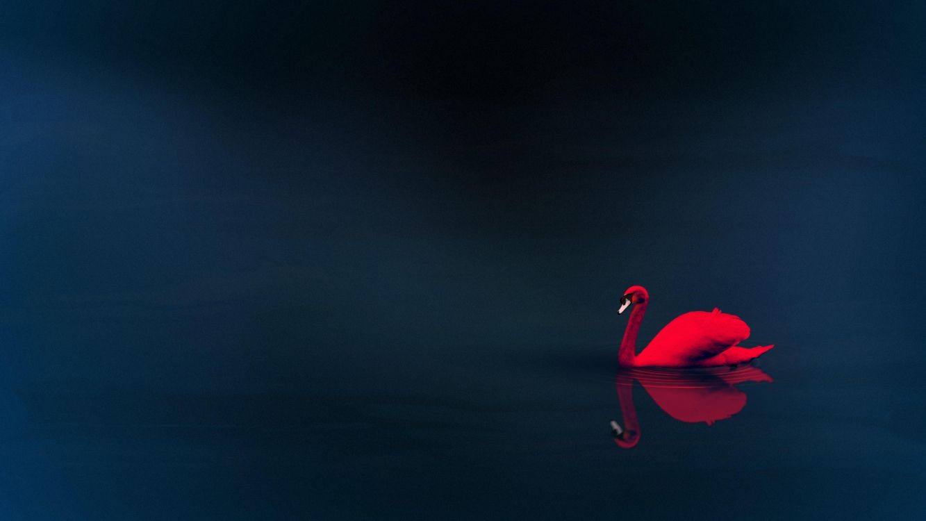 Flamant Rose Sur Plan D'eau. Wallpaper in 3840x2160 Resolution