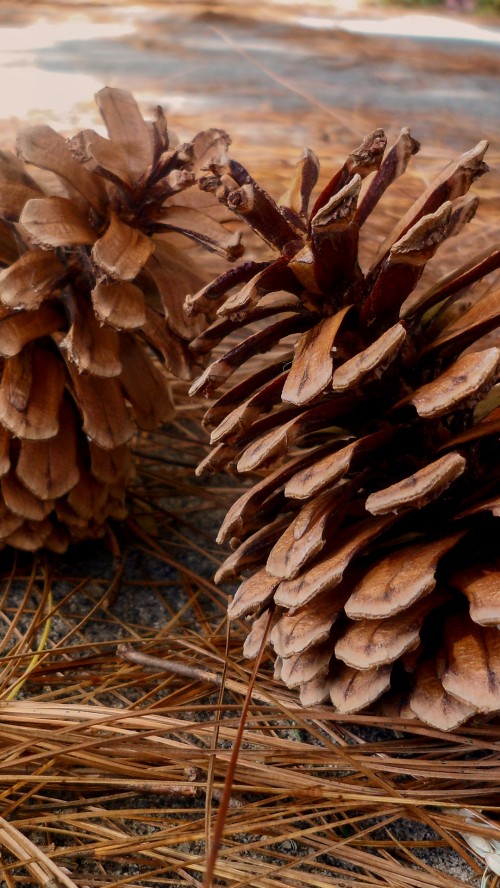 Image brown pine cone on brown dried leaves