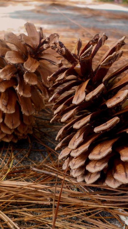 brown pine cone on brown dried leaves