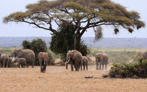 Image group of elephant walking on brown field during daytime