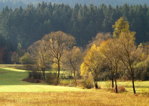 Image green and brown trees during daytime