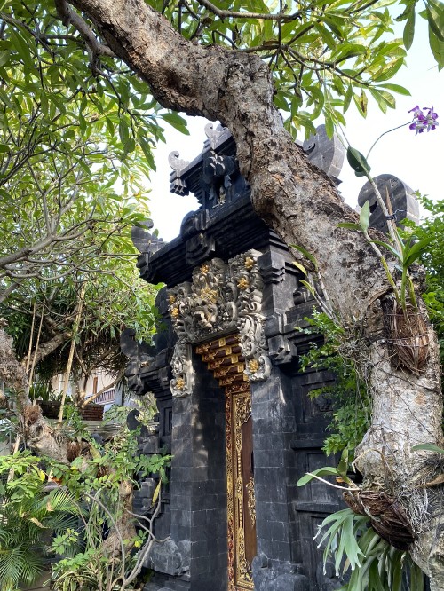 Image bali, tree, biology, science, branch