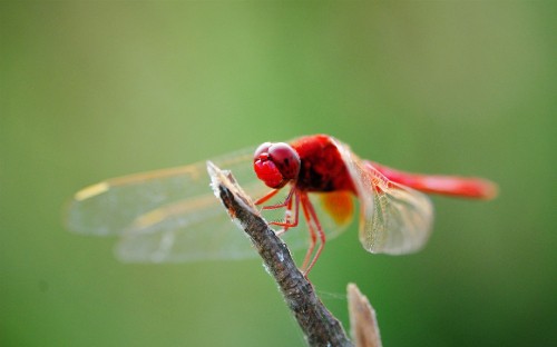 Image red and brown dragonfly perched on brown stem in tilt shift lens