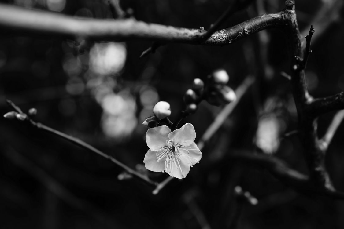 black and white, flower, white, black, branch