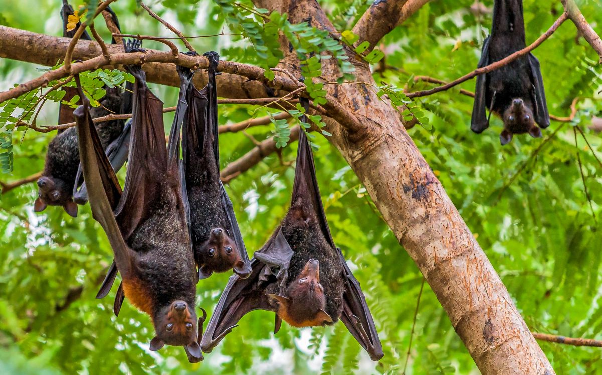 Schwarzer Und Brauner Vogel Auf Braunem Ast Tagsüber Day. Wallpaper in 2950x1841 Resolution