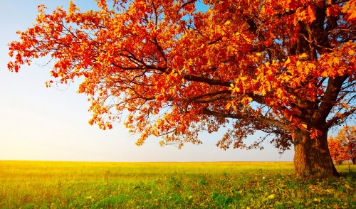 Image brown tree on green grass field during daytime