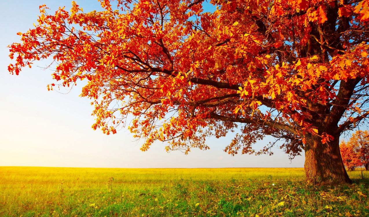 brown tree on green grass field during daytime