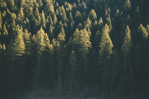 Image green and yellow trees during daytime