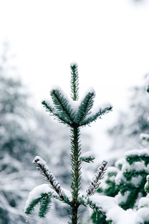 加拿大的杉木, 性质, 植被, 绿色的, 苦瓜杉 壁纸 4480x6720 允许