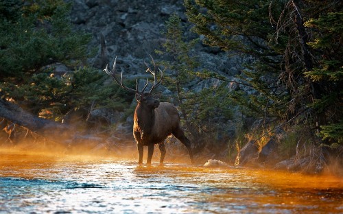 Image brown moose on brown grass field during daytime