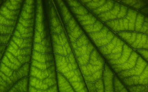 Image macro photography of green leaf