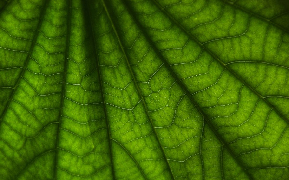 macro photography of green leaf