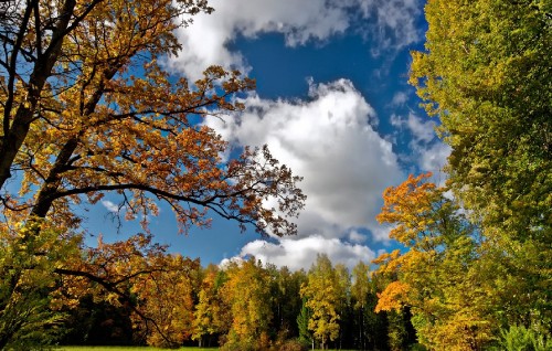 Image green and yellow trees under blue sky and white clouds during daytime