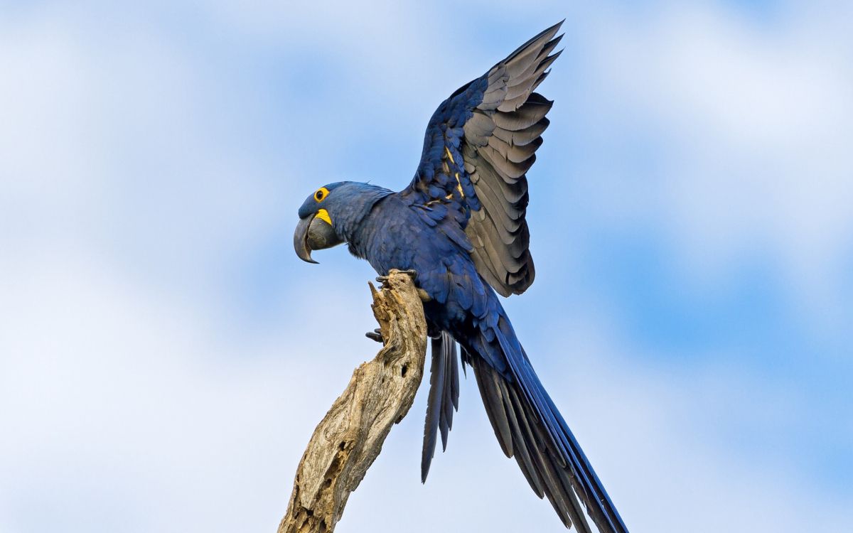 Blauer Und Gelber Vogel Auf Braunem Ast. Wallpaper in 2560x1600 Resolution