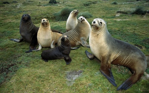 Image seal lying on green grass during daytime