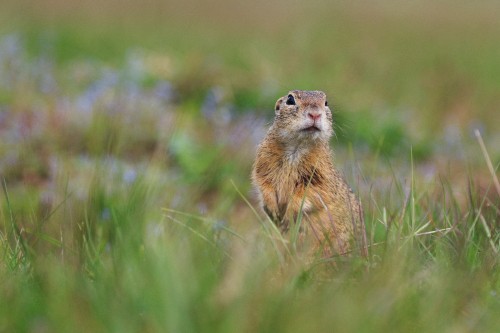 Image brown rodent on green grass during daytime