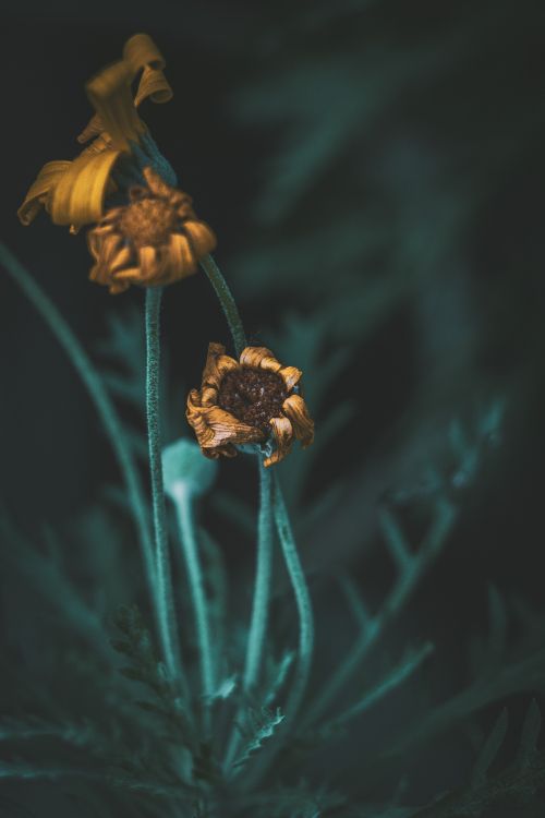 Yellow Flower in Tilt Shift Lens. Wallpaper in 4000x6000 Resolution