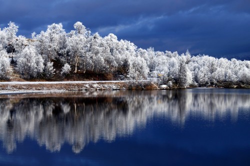 Image white and green trees beside body of water under blue sky during daytime