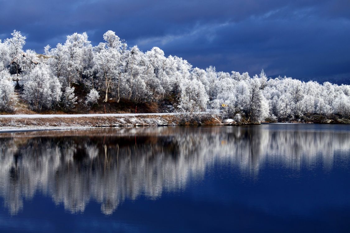 white and green trees beside body of water under blue sky during daytime