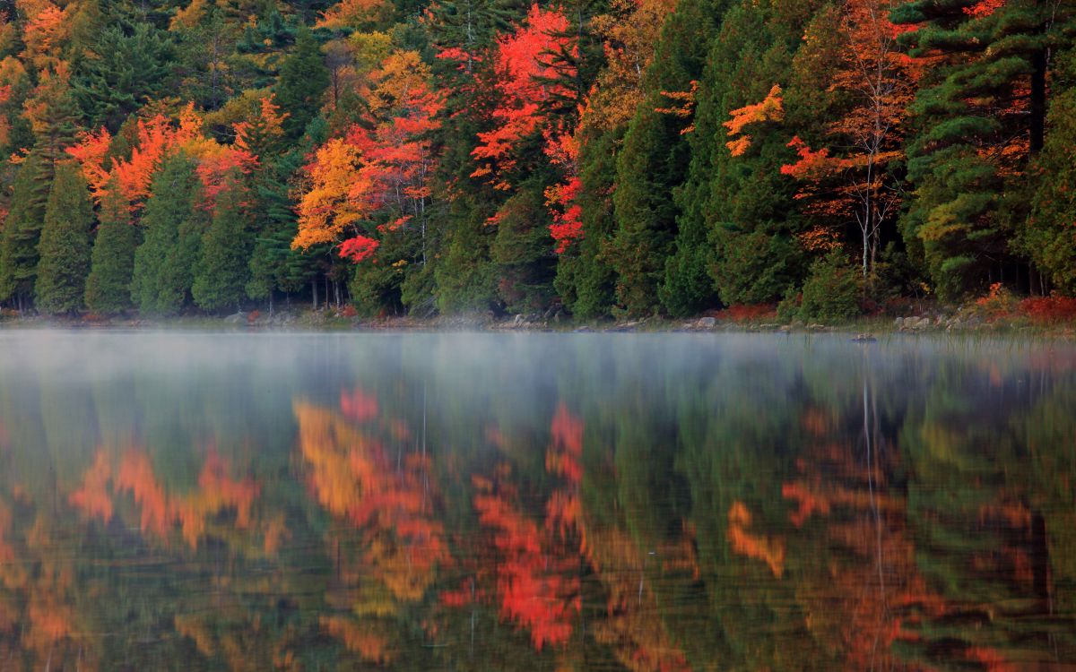 Arbres Verts et Rouges au Bord du Lac Pendant la Journée. Wallpaper in 2560x1600 Resolution