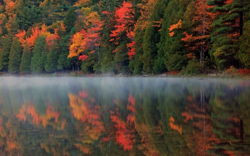 Image green and red trees beside lake during daytime