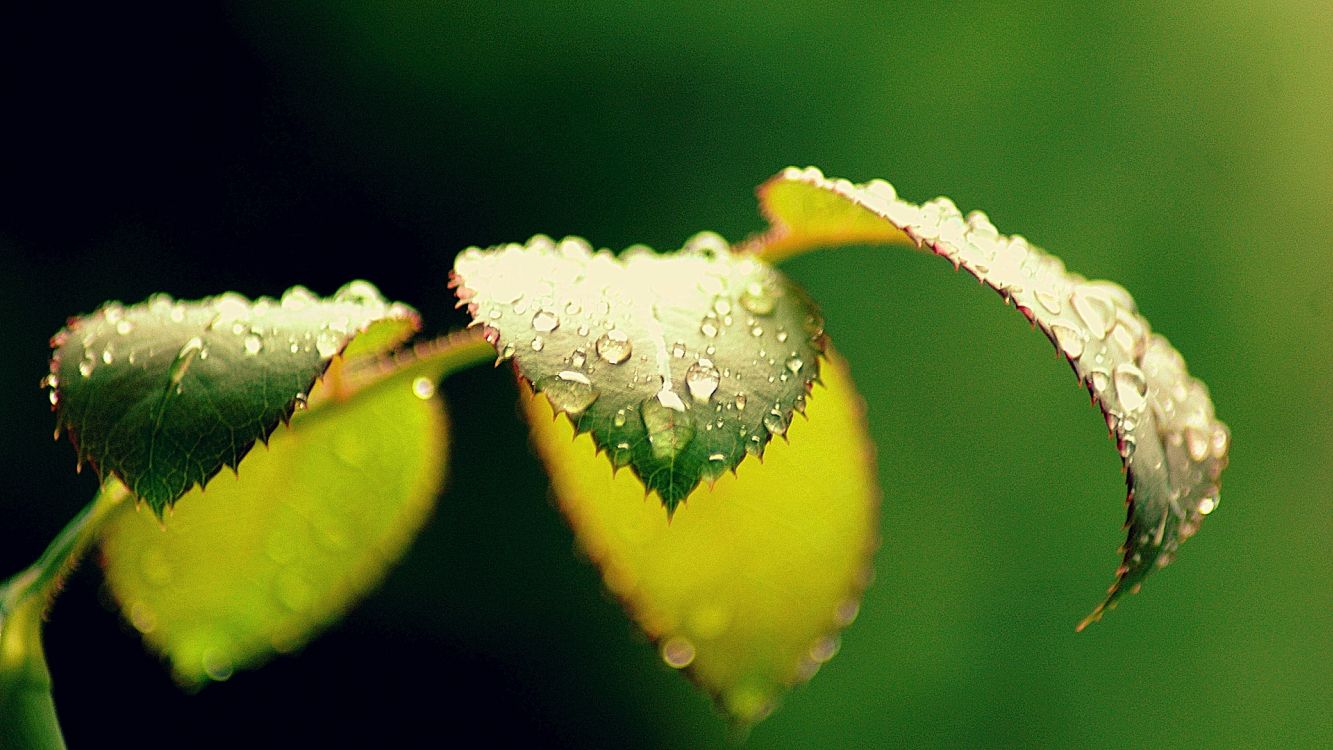 water, leaf, green, dew, moisture