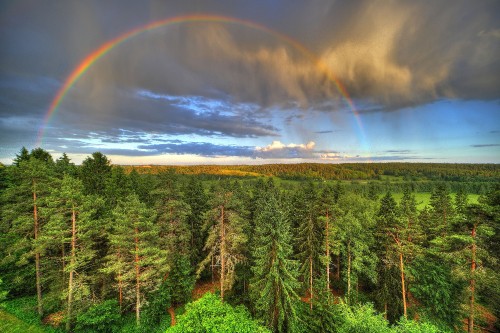 Image green pine trees under rainbow and blue sky