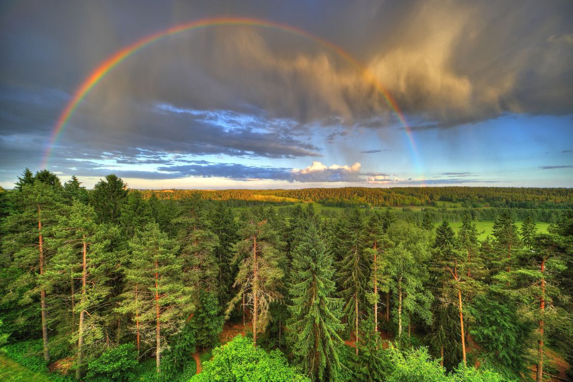 green pine trees under rainbow and blue sky