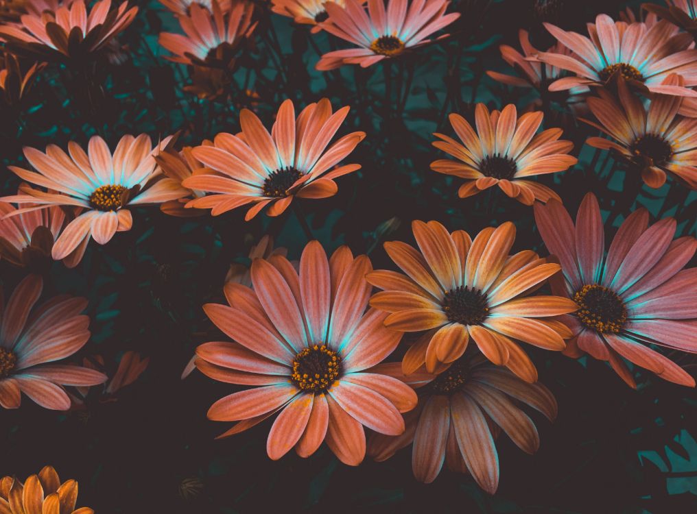 red and white daisy flowers