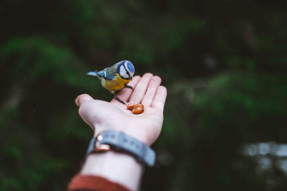 Person Holding Blue and Yellow Bird. Wallpaper in 4554x3036 Resolution