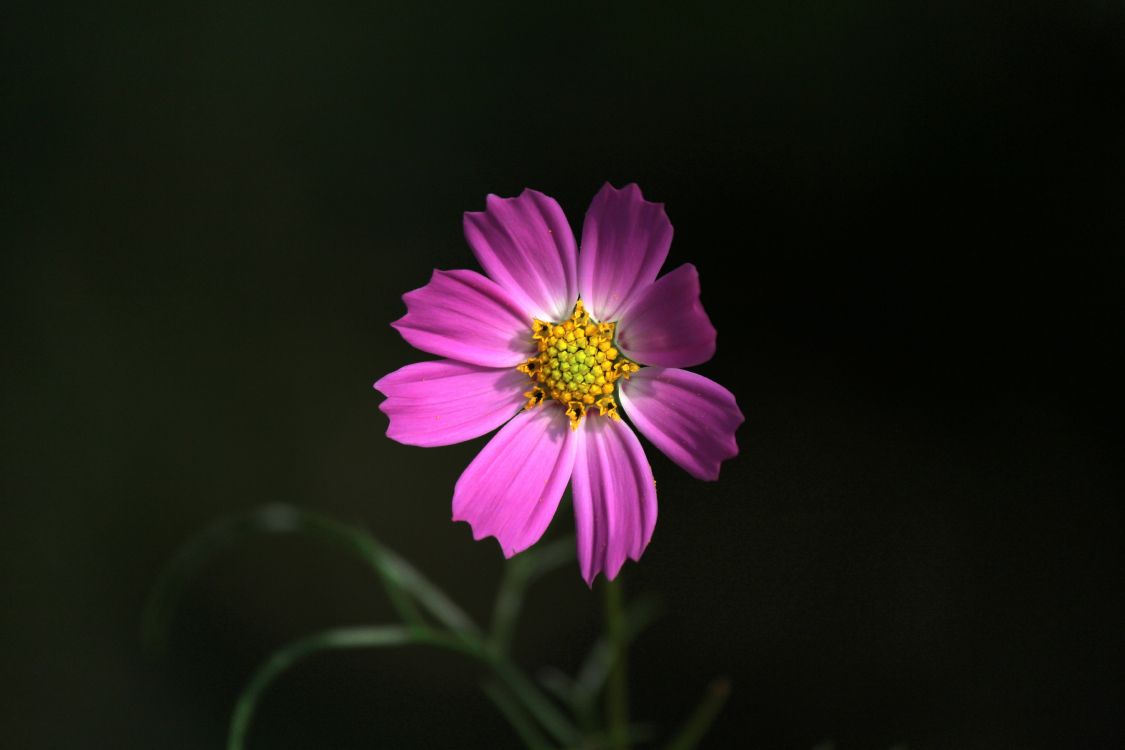 Lila Blume Auf Schwarzem Hintergrund. Wallpaper in 5184x3456 Resolution