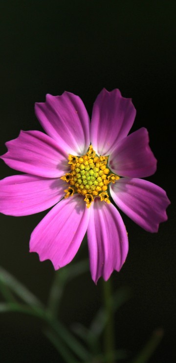 Image purple flower in black background