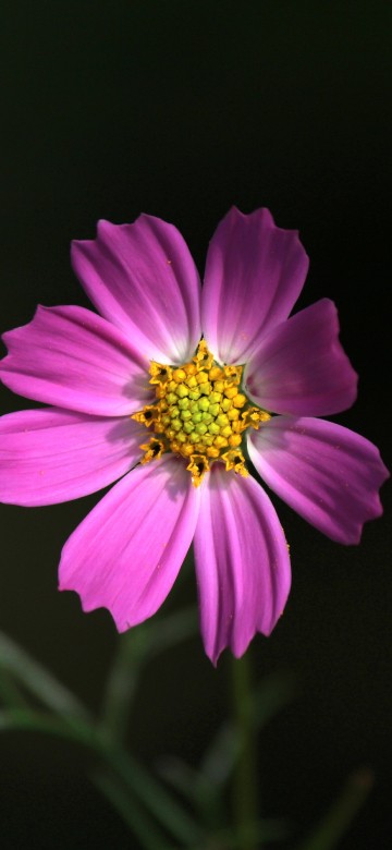 Image purple flower in black background