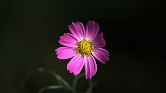 Image purple flower in black background