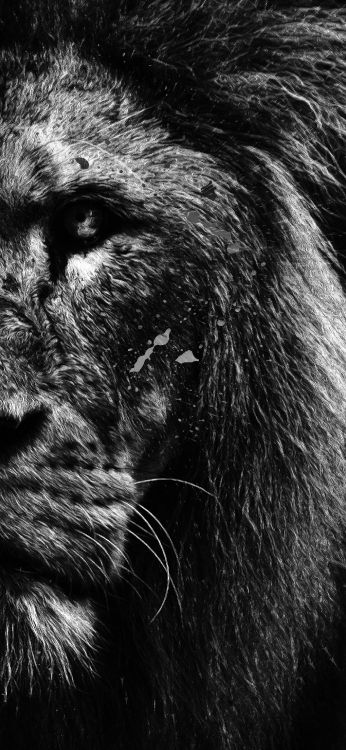 Lion, Android, Fantasy-Farbruf, Haar, Kopf. Wallpaper in 1407x3045 Resolution
