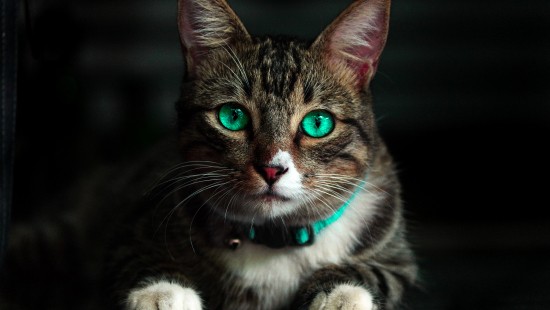 Image brown tabby cat with green collar