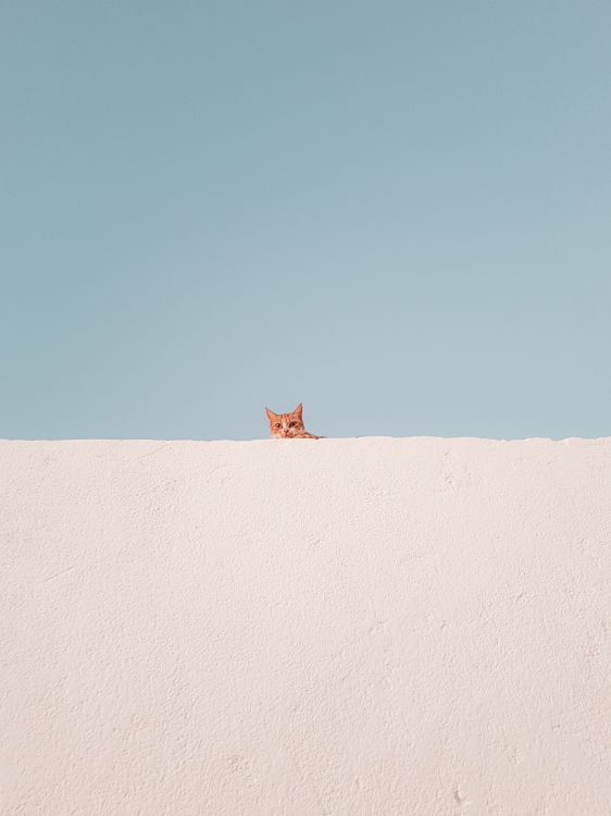 猫科, 天空, 米色, 地平线, 自然环境 壁纸 2711x3615 允许