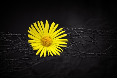 Image yellow daisy in bloom in close up photography