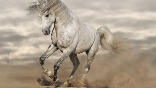 Image white horse running on brown sand during daytime