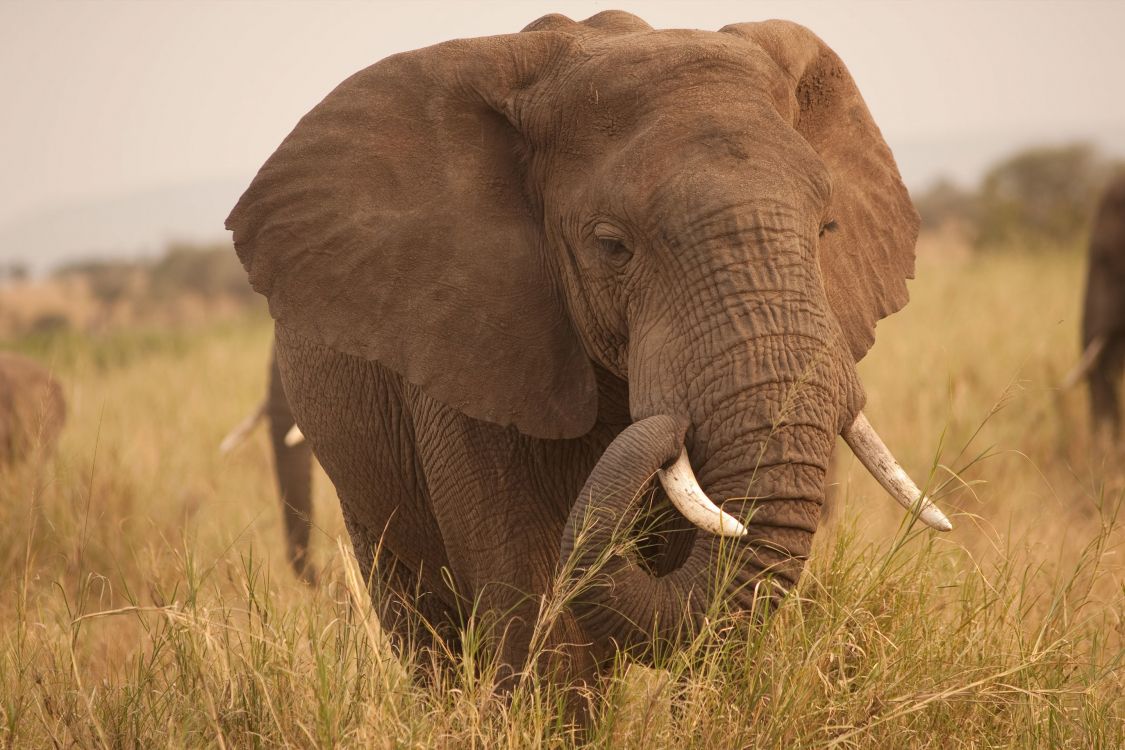 Brown Elephant on Brown Grass Field During Daytime. Wallpaper in 2880x1920 Resolution